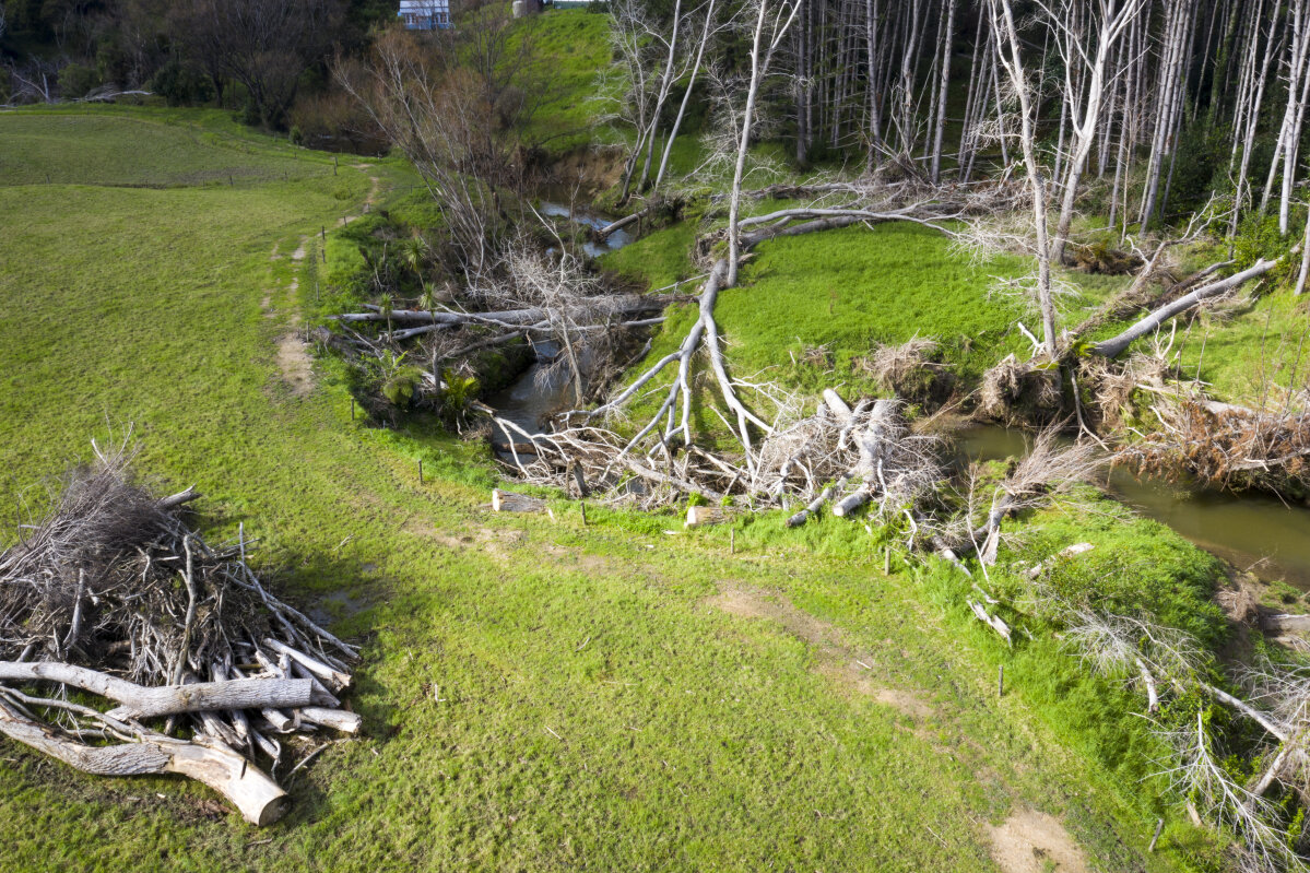 Removing problem trees to build Northland’s resilience and warm its people